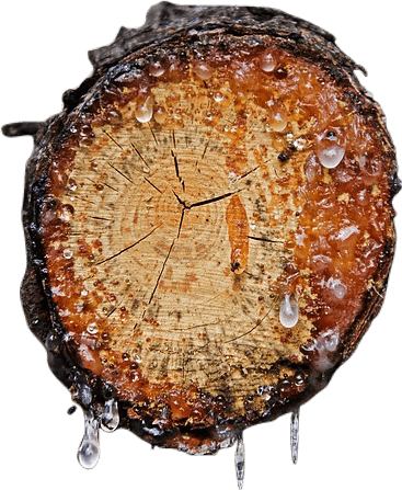 A slice of wood showing the rings of a tree, covered in dripping amber and translucent sap, slowly becoming a hardened resin.