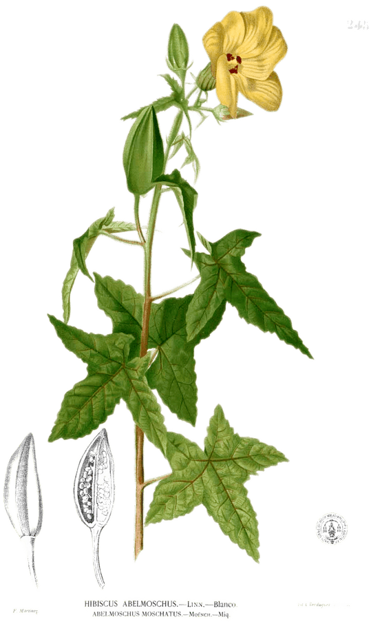 Botanical illustration of musk mallow, showing leaves, flowers, seeds, and a stem. Its seeds contain ambrette oil.