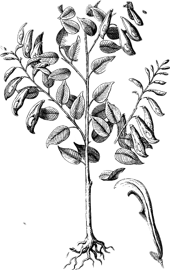 Black and white botanical illustration of the myroxylon balsamum tree, which is the source of balsam of peru resin.