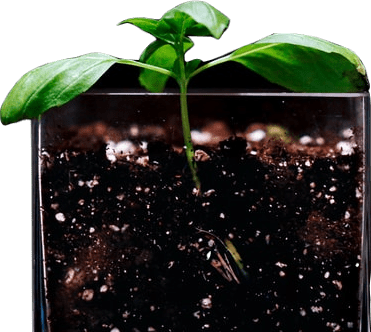 A small basil plant in a glass of rich dark brown soil.