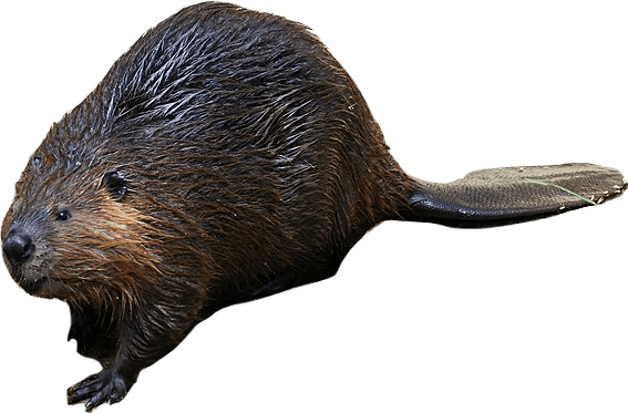 A dark brown wet beaver with a large flat tail.