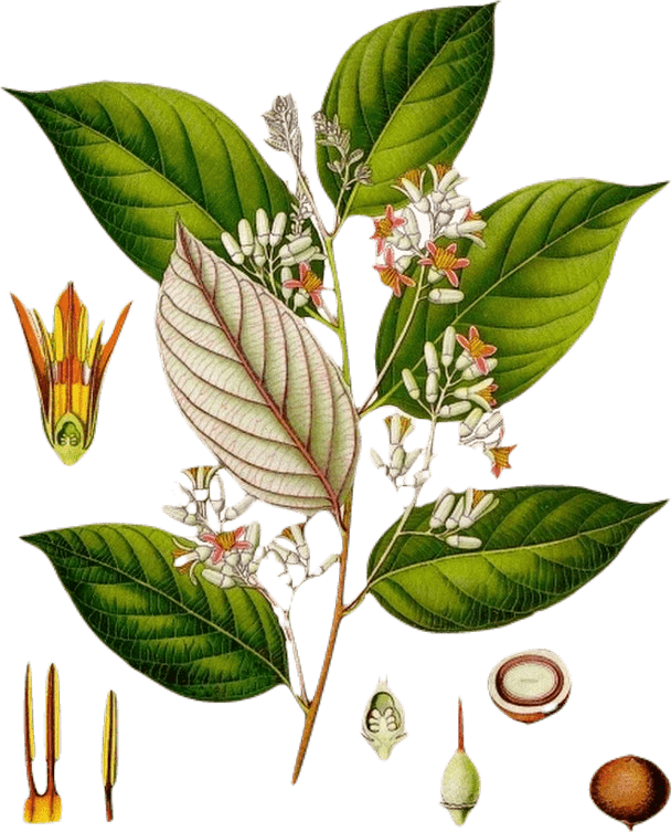 Botanical illustration of a styrax benzoin plant, showing flowers, leaves, seeds, and buds.