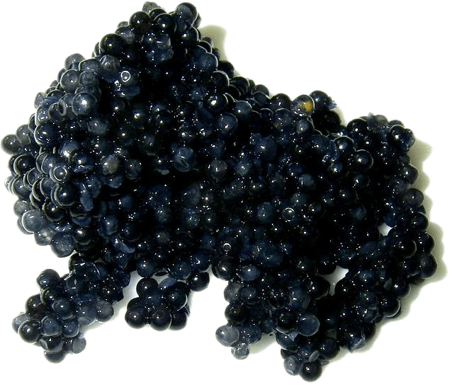 A pile of black caviar, the small round eggs of a sturgeon fish.