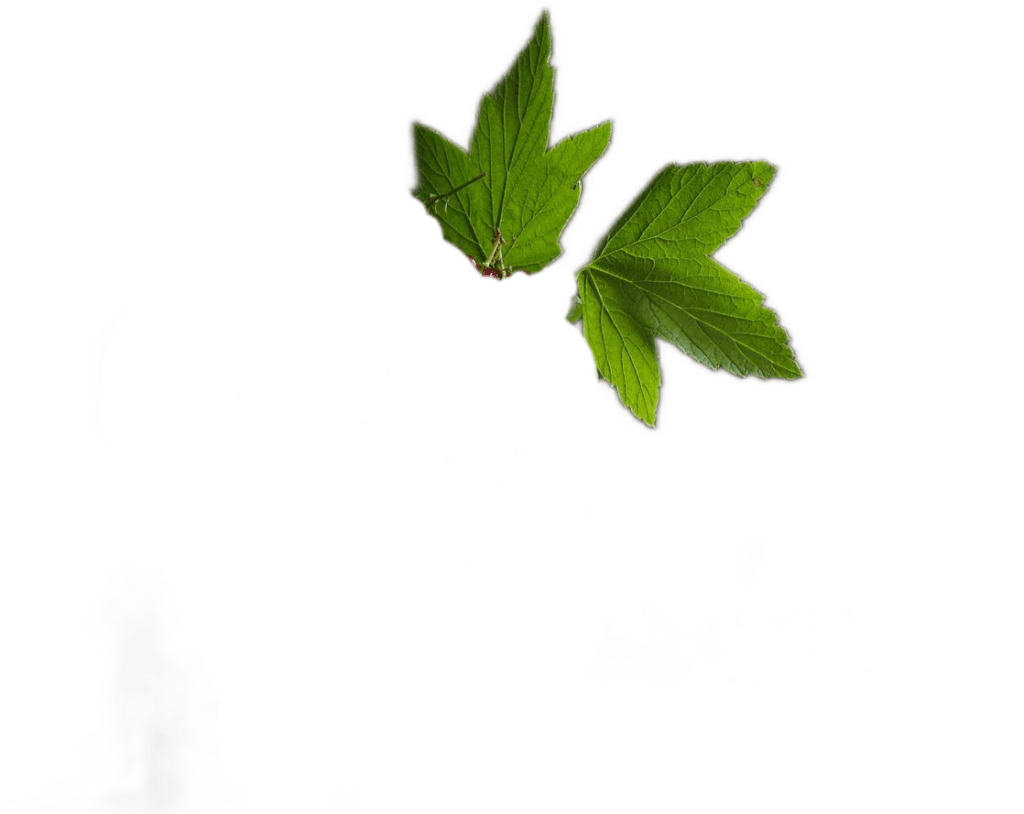 Two light green black currant leaves, also known as cassis, under dappled sunlight.