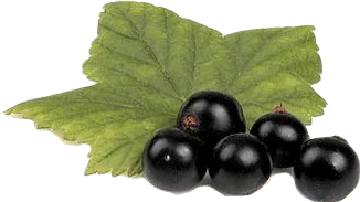 Five black currants and a single green cassis leaf.
