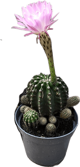 A large dark green barrel cactus in a black plastic pot. An ephemeral light pink flower blooms on a long stalk.