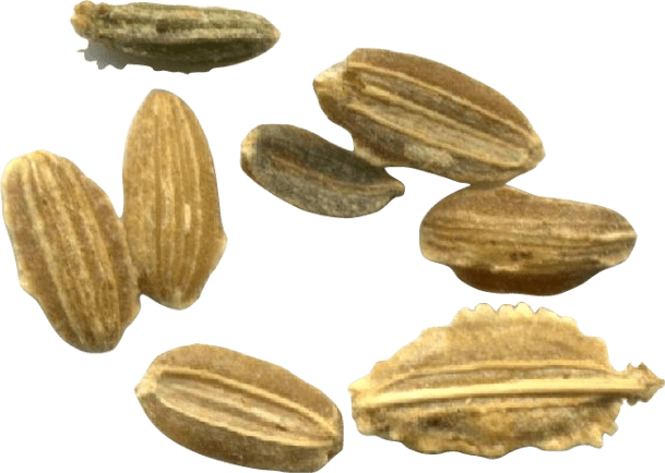 Eight long tan-colored and ribbed carrot seeds.