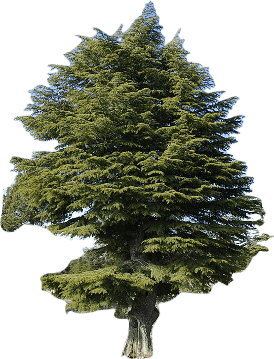 A tall cedar tree. It is coniferous, with a rounded shape.