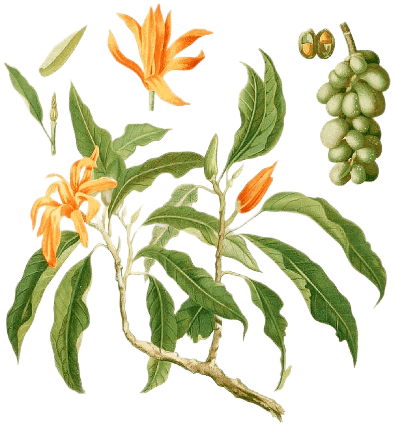 Botanical illustration of the bright fiery orange champaca flower, with long green leaves, a taupe branch, fruit, and seeds.