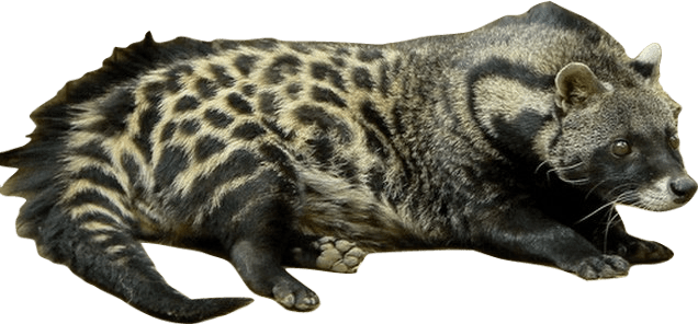 A civet, a majestic spotted small and lean furry animal.