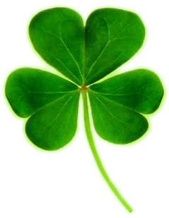 A three-leaved young green clover of the variety known as a shamrock.