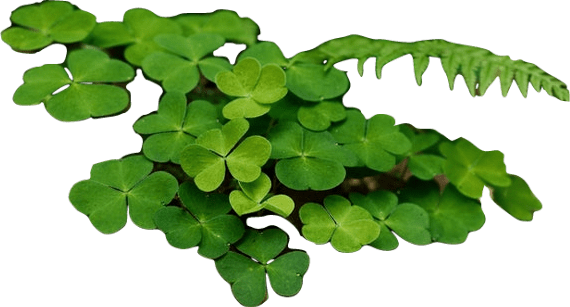 A cluster of green shamrock clovers and a sprig of green fern.