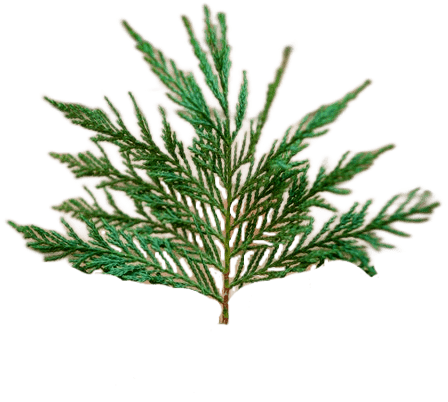 A cedar branch with green leaves in the shape of a fan.