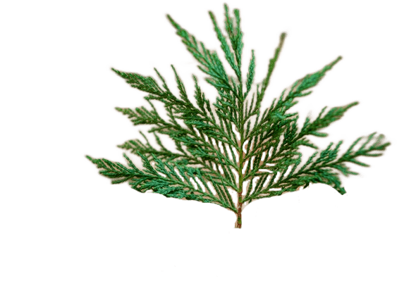 A cedar branch with green leaves in the shape of a fan.