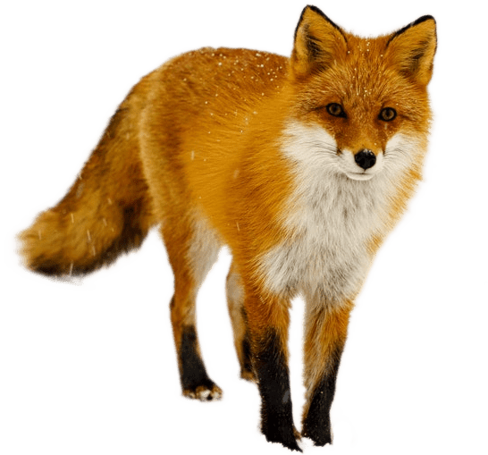 A fox.