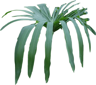 A green cypriol plant, also called nagarmotha or nut grass. The root of the plant is the source of the olfactory ingredient.