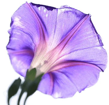 A purple flower.