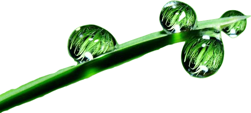 A bright green blade of grass with four round drops of due.