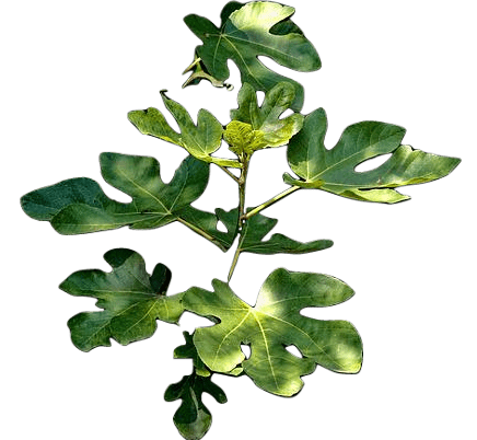 A small fig tree with a number of green leaves under dappled sunlight.
