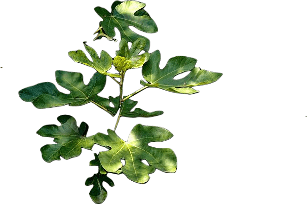 A small fig tree with a number of green leaves under dappled sunlight.