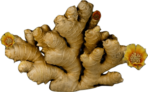A very large branched light brown ginger root with several light yellow flowers.