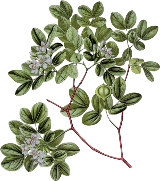 Botanical illustration of the guaiacum tree, which makes guiac resin. It as rounded green leaves and small white flowers.