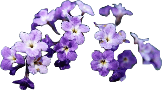 A cluster of majestic purple heliotrope flowers with white and yellow centers.