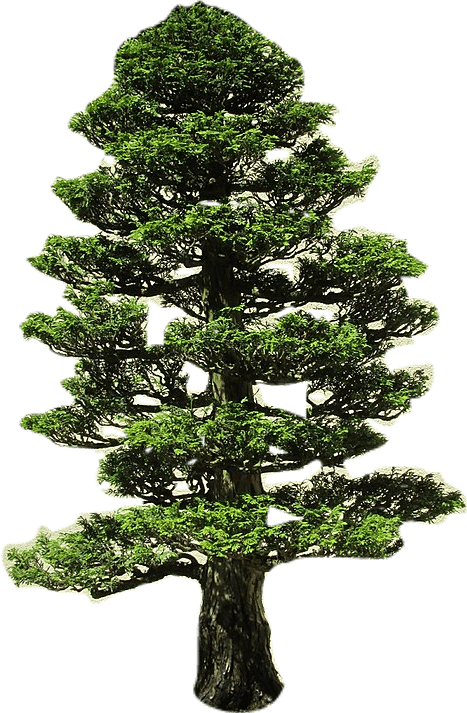A sturdy bonsai tree of the Japanese hinoki cypress, with light green coniferous leaves covering its branches.