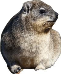 A hyrax, a small, round, fluffy creature with knowing and suspicious eyes.