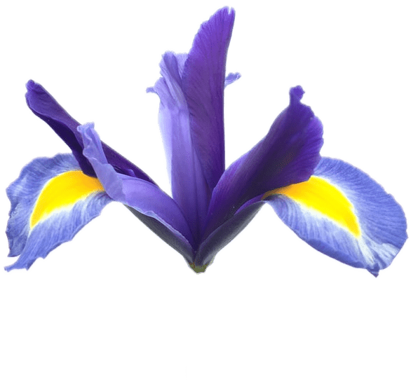 A large indigo-colored iris flower with wide yellow stripes.