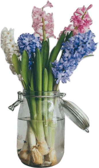 A glass jar filled with pink, white, and blue hyacinth flowers.