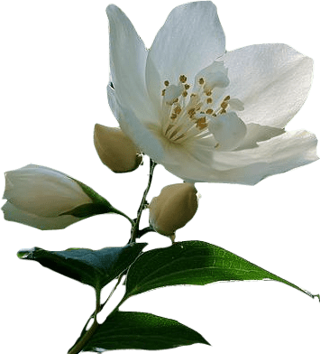 A large white jasmine flower with dark green leaves.