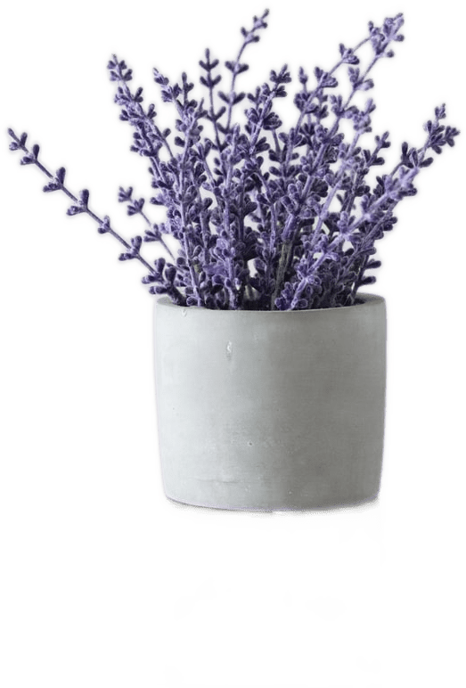 A white earthenware pot full of light purple lavender branches.
