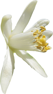 A white lemon blossom with yellow pistils, stamen, and pollen.