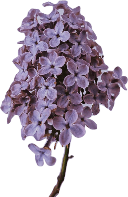 A purple lilac branch.