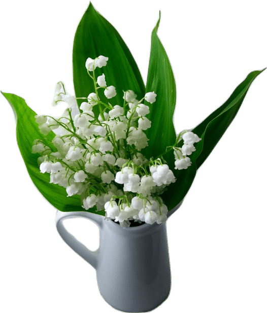 A white cup full of white lily of the valley flowers, also known as convalia, and large green leaves.