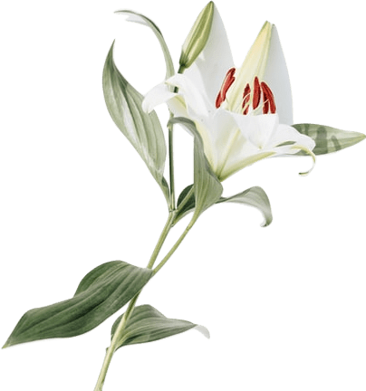 A white lily, with a sage green stem and leaves.