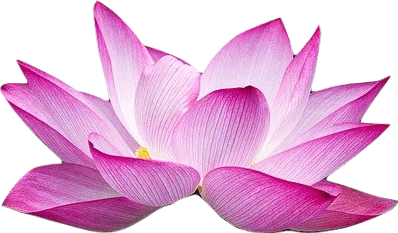 A magenta lotus flower.