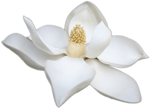 A magnolia flower, with waxy round white leaves and a golden center.