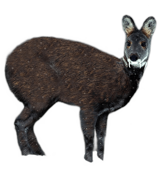 A dark brown muskdeer with long white fang-like teeth gazing into the distance.