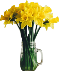 A glass jar with a handle containing a bouquet of daffodils in water.