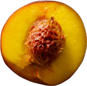 Half of a cut-open nectarine, with luscious bright yellow flesh and a porous red seed.