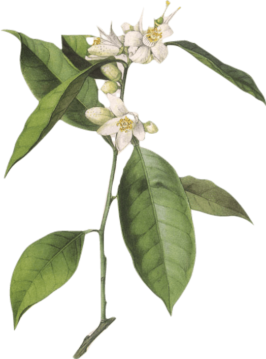 Botanical illustration of neroli, the flowers of the orange tree, on a branch with leaves.
