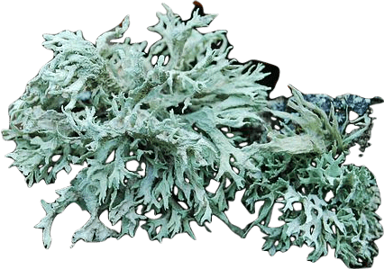A light gray-green-colored clump of oakmoss.