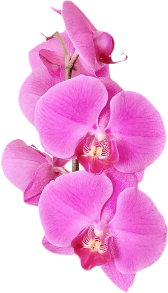 Blooming pink orchids.