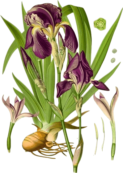 Botanical illustration of an iris plant, with large flowers and buds, leaves, and a prominent orris root.