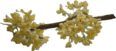 A branch of osmanthus with two clusters of dewy yellow flowers.