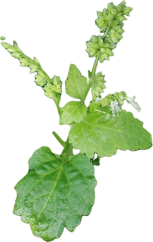 A stalk of light green, leafy patchouli with tiny white flowers.