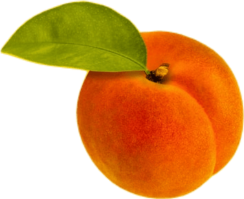 A bright orange, fuzzy, perfectly round peach, with a large light green leaf the a stub of a stem.