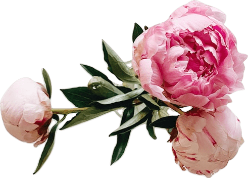 Three soft pink round peony flowers with forest green curling leaves.